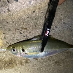 ジグ単で尺連発