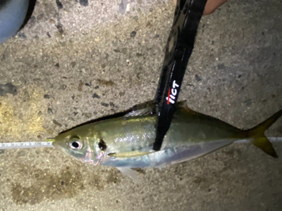 ジグ単で尺連発