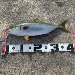 なんとか、ハマチ！