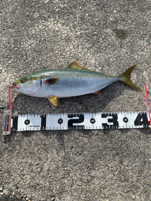 なんとか、ハマチ！