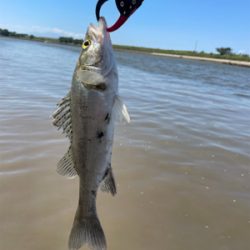 調子に乗って大物狙い
