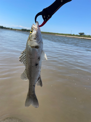 調子に乗って大物狙い