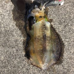 2021 ♪佐渡ヶ島エギング 9回目