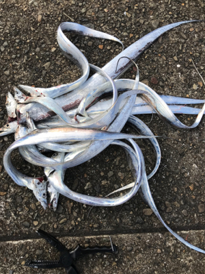 太刀魚釣り！^ ^