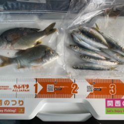 太刀魚、サビキ、ちょい投げ