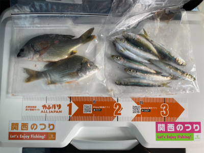 太刀魚、サビキ、ちょい投げ