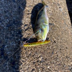 アオリイカとフグ