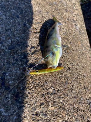 アオリイカとフグ