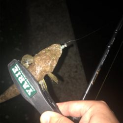 アオリイカ調査③