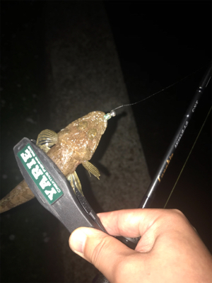 アオリイカ調査③