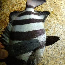 タチウオ狙いのはずが