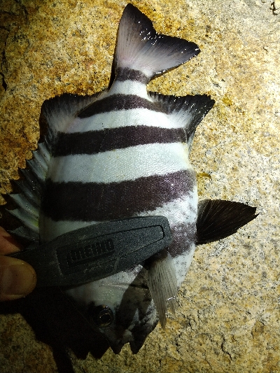 タチウオ狙いのはずが