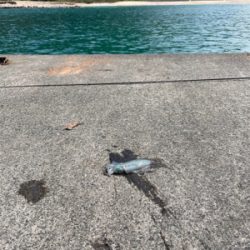 当たり日　アオリ20杯