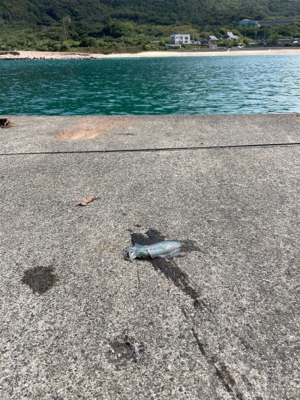 当たり日　アオリ20杯