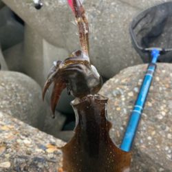 やっぱり朝マズメが良い？σ(^_^;)