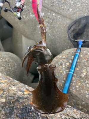 やっぱり朝マズメが良い？σ(^_^;)