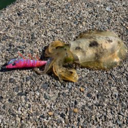 秋イカエギング