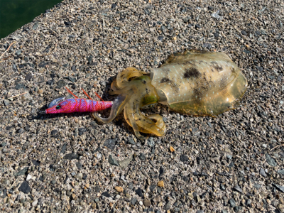 秋イカエギング