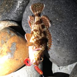 ソゲとロックフィッシュ少々