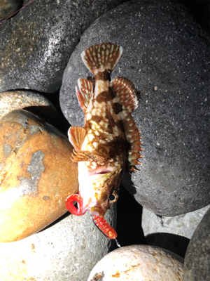 ソゲとロックフィッシュ少々