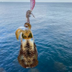 朝マズメエギング