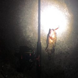 ショアジギング