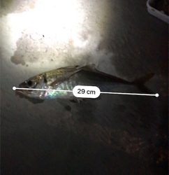 開始3秒でタチウオ