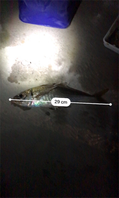 開始3秒でタチウオ