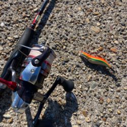 エギの選択でアオリGET＼(^o^)／