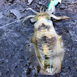 2021 佐渡ヶ島エギング 10回目