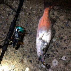 息子SUBARUとナイトフィッシング