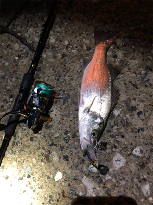 息子SUBARUとナイトフィッシング