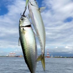 鯖ナブラから鯖無限城再び。。。