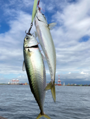 鯖ナブラから鯖無限城再び。。。