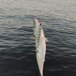 タチウオは少ないです。