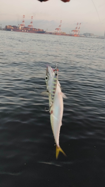 タチウオは少ないです。