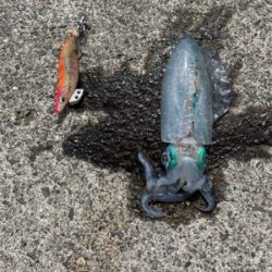 2人で4杯　しぶかった。