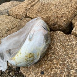 陸っぱりジギング