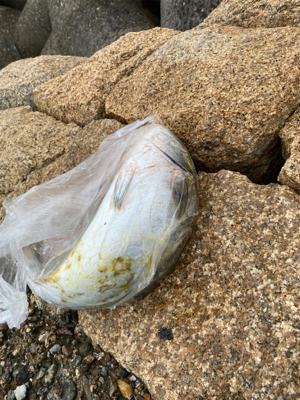 陸っぱりジギング