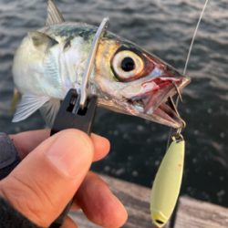太刀魚は姿消し。今朝も鯖ナブラ無限城。。