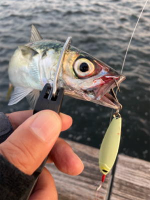 太刀魚は姿消し。今朝も鯖ナブラ無限城。。