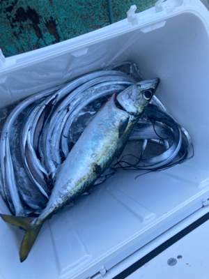 テンヤタチウオ