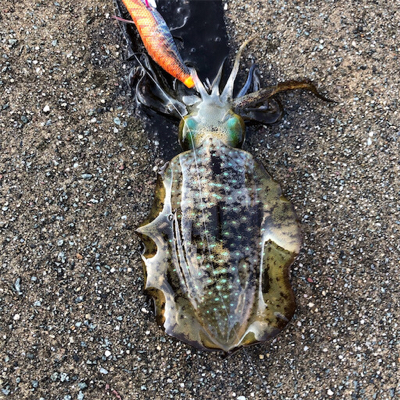 2021 佐渡ヶ島エギング  12回目