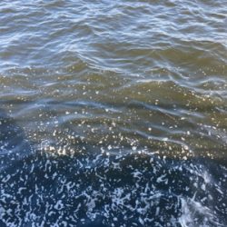 急に悪転。水質悪化し中鯖すら薄く。。