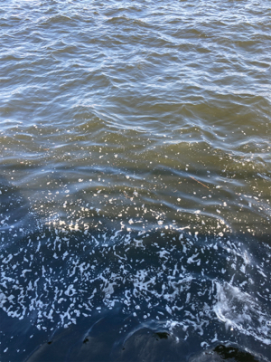 急に悪転。水質悪化し中鯖すら薄く。。