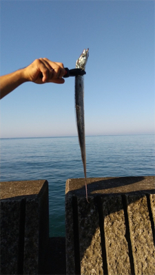 田辺市某漁港にて太刀魚爆釣！