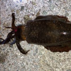 明石でエギング