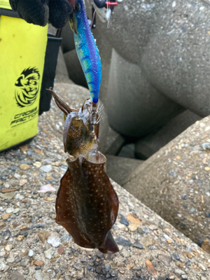 秋イカ釣りは楽しい\(^o^)/
