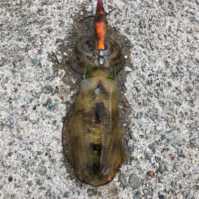 2021 佐渡ヶ島エギング 13回目