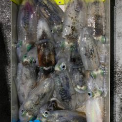 ナイトティップラン